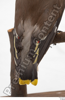 Bohemian waxwing Bombycilla garrulus tail wing 0002.jpg